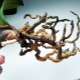 Jak oživit orchidej, pokud kořeny shnily?