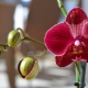 Jak vybrat orchidej?