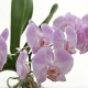 How to grow an orchid from seeds?