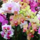 Jaké barvy mají orchideje?