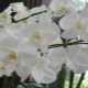 Královské orchideje: stanoviště, druhy a pěstování