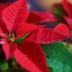 Červená vánoční hvězda: vlastnosti a jemnosti péče