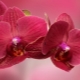 Červené orchideje: odrůdy s popisem a péčí