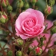 Rosas pequeñas: variedades y reglas de cuidado.