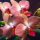Dají se zastřihnout kořeny orchideje, které vylezly z květináče a jak na to?