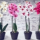Tanda kutu muncul pada orkid: punca dan penyelesaian kepada masalah itu