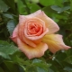Description and cultivation of Baroque roses