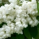 Description and cultivation of lilacs Memory of Kolesnikov