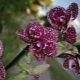 Orchideje Divoká kočka: vlastnosti, pravidla pěstování