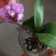 Orchideje ve vodě: rostoucí rysy