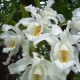 Celloginova orchidej: typy s popisem a pravidly péče