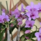 Orchidej Dendrobium phalaenopsis: popis, rozmnožování a péče