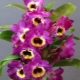 Orchidej Dendrobium nobile: popis a vlastnosti pěstování