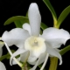 Orchidej Dendrobium: popis, rozmnožování a péče