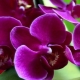 Orchidej Phalaenopsis: vlastnosti a péče doma