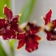 Cambria orchid: druhy, reprodukce a péče