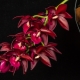 Orchid catasetum: popis a péče