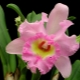 Orchidej Cattleya: popis, typy a tajemství pěstování