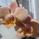 Orchid Legato: popis a péče