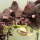Orchidej multiflora: popis a péče