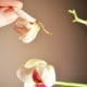 Orchidej vybledla: co dělat dál?
