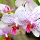 Orchidej: odrůdy, tipy pro výběr a pěstování