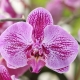 Sogo orchidej: popis, kvetoucí vlastnosti a péče