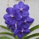 Vanda orchidej: popis a péče doma