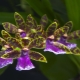 Orchidej Zygopetalum: popis a péče doma
