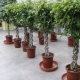 Ficus Benjamin weven: soorten, regels voor weven en verzorging