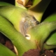 Why does an orchid rot and how to save it?