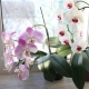 Why do orchids drop buds?