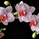 Vrchní oblékání orchidejí během kvetení