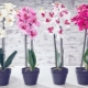Osvětlení pro orchideje: typy a pravidla výběru