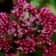 茎紫色：描述，种植和护理