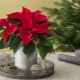Poinsettia: description, types and tips for growing