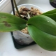 Skvrny na listech orchidejí: příčiny a pravidla léčby