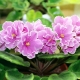 Reproduction de violettes (Saintpaulia) : méthodes et conseils d'experts