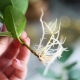 Reprodukce fikusu řízky doma