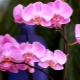 Reproduction d'orchidées par bouturage
