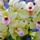 Resusitasi orkid tanpa akar