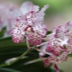 Vzácné orchideje: druhy a popisy