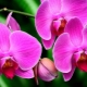 Růžové orchideje: odrůdy a jejich popis