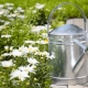 Garden watering cans: features, types and tips for choosing