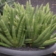 Sansevieria cylindrical: features, types, rules of care