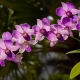 Thajské orchideje: vlastnosti a typy