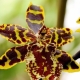 Tygří orchidej: popis a péče