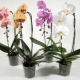 Orkid thrips: bagaimana untuk menanganinya?