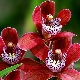 Hnojiva pro orchideje: odrůdy, tipy pro výběr