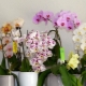 Druhy a odrůdy orchidejí phalaenopsis